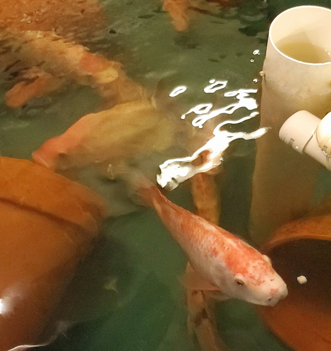 BREEDING COLONIES – Live Aquaponics