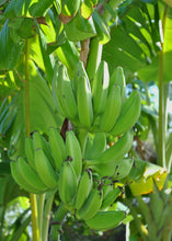 Load image into Gallery viewer, Banana, Mona Lisa