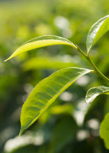 Load image into Gallery viewer, Green Tea