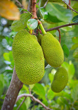 Load image into Gallery viewer, Jackfruit, Black Gold