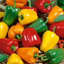 Load image into Gallery viewer, Pepper, Mini Bell Mix Sweet - Organic