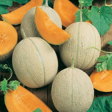 Load image into Gallery viewer, Cantaloupe, Hearts of Gold - Organic