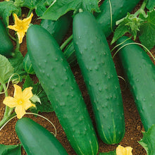 Load image into Gallery viewer, Cucumber, Double Yield - Organic