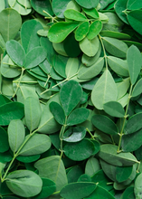 Load image into Gallery viewer, Moringa