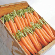 Load image into Gallery viewer, Carrot, Napoli - Organic