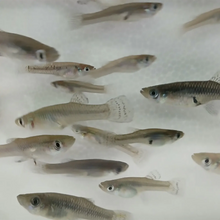 Load image into Gallery viewer, Mosquitofish Breeding Colony