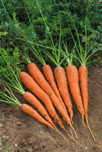 Load image into Gallery viewer, Carrots, Danver