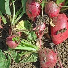 Load image into Gallery viewer, Radish, Cherry Belle - Organic