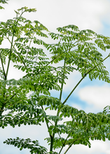 Load image into Gallery viewer, Moringa
