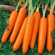 Load image into Gallery viewer, Carrot, Scarlet Nantes - Organic