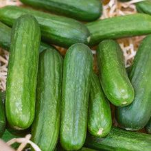 Load image into Gallery viewer, Cucumber, Muncher - Organic