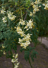 Load image into Gallery viewer, Moringa