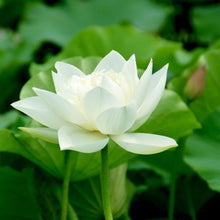 Load image into Gallery viewer, Lotus, Open Mouth Bonsai