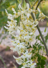 Load image into Gallery viewer, Moringa