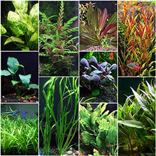 Load image into Gallery viewer, Florida 10 Species Live Aquarium Plants Bundle