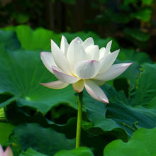 Load image into Gallery viewer, Lotus, Open Mouth Bonsai