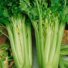 Load image into Gallery viewer, Celery, Tall Utah - Organic