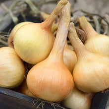 Load image into Gallery viewer, Onion, Walla Walla - Organic
