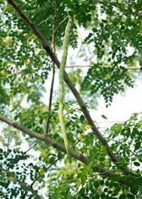 Load image into Gallery viewer, Moringa