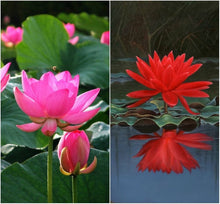 Load image into Gallery viewer, Lotus, Red Seeds