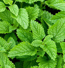 Load image into Gallery viewer, Lemon Balm
