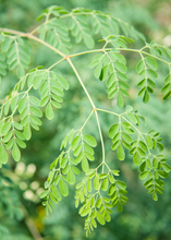 Load image into Gallery viewer, Moringa
