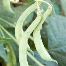 Load image into Gallery viewer, Bean, Tendergreen Bush - Organic