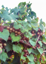 Load image into Gallery viewer, Muscadine, Carlos