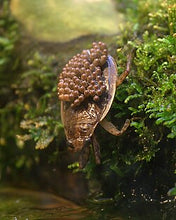 Load image into Gallery viewer, Ferocious Water Bugs