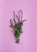 Load image into Gallery viewer, Basil, African Blue