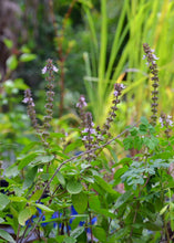 Load image into Gallery viewer, Basil, African Blue