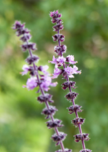 Load image into Gallery viewer, Basil, African Blue