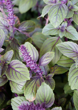 Load image into Gallery viewer, Basil, African Blue