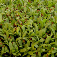 Load image into Gallery viewer, Microgreens, Alfalfa