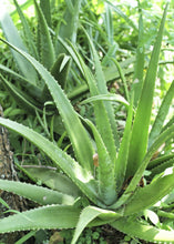 Load image into Gallery viewer, Aloe