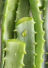 Load image into Gallery viewer, Aloe