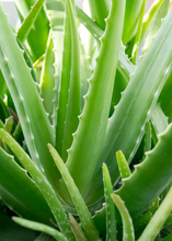 Load image into Gallery viewer, Aloe
