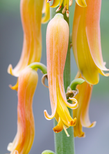 Load image into Gallery viewer, Aloe