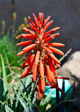 Load image into Gallery viewer, Aloe