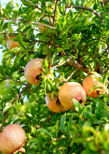 Load image into Gallery viewer, Pomegranate, Azadi