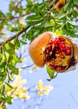 Load image into Gallery viewer, Pomegranate, Azadi