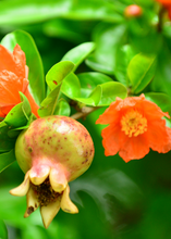 Load image into Gallery viewer, Pomegranate, Azadi