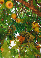 Load image into Gallery viewer, Pomegranate, Azadi