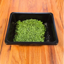 Load image into Gallery viewer, Basil Microgreens Seeds