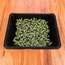Load image into Gallery viewer, Basil Bicolor Microgreens Seeds