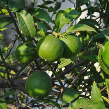 Load image into Gallery viewer, Lime, Persian Bearss