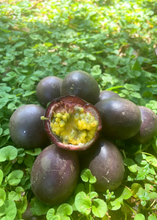 Load image into Gallery viewer, Passionfruit, Black Beauty