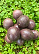 Load image into Gallery viewer, Passionfruit, Black Beauty