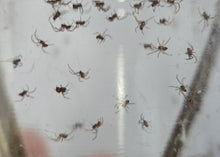 Load image into Gallery viewer, Black Widow Spiders