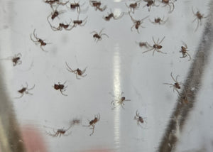 Black Widow Spiders